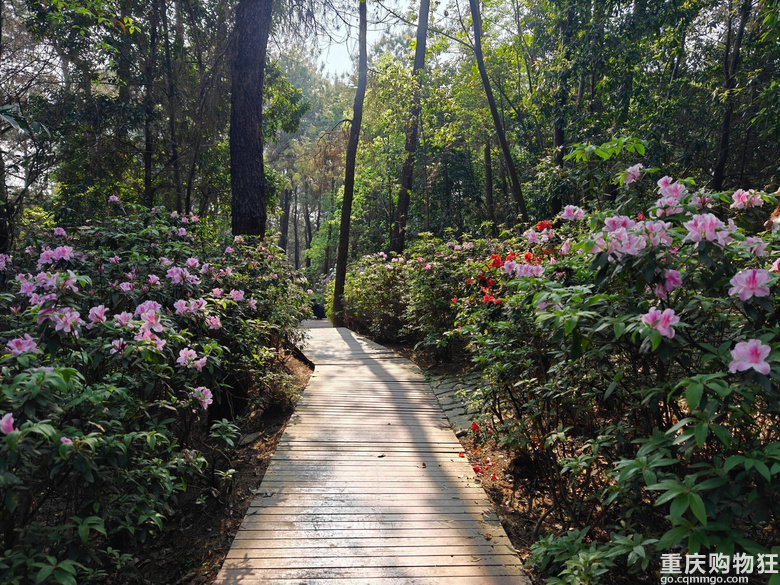 铁山坪.杜鹃花