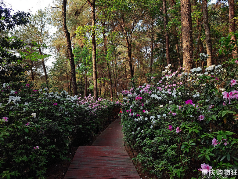 铁山坪.杜鹃花