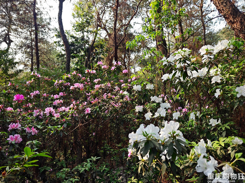 铁山坪.杜鹃花