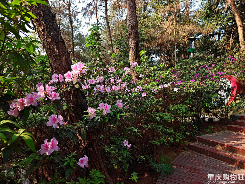 铁山坪.杜鹃花