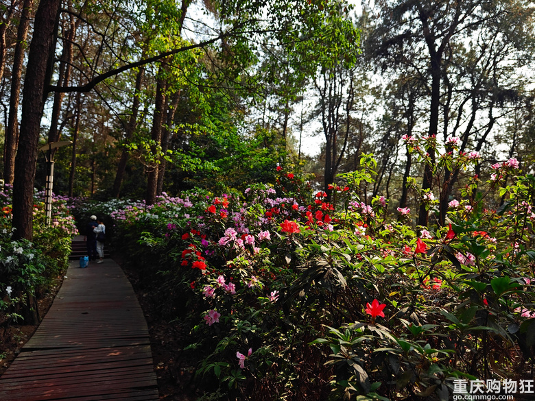 铁山坪.杜鹃花