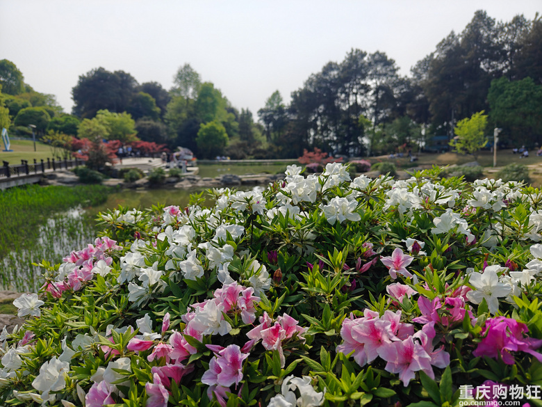 铁山坪.杜鹃花