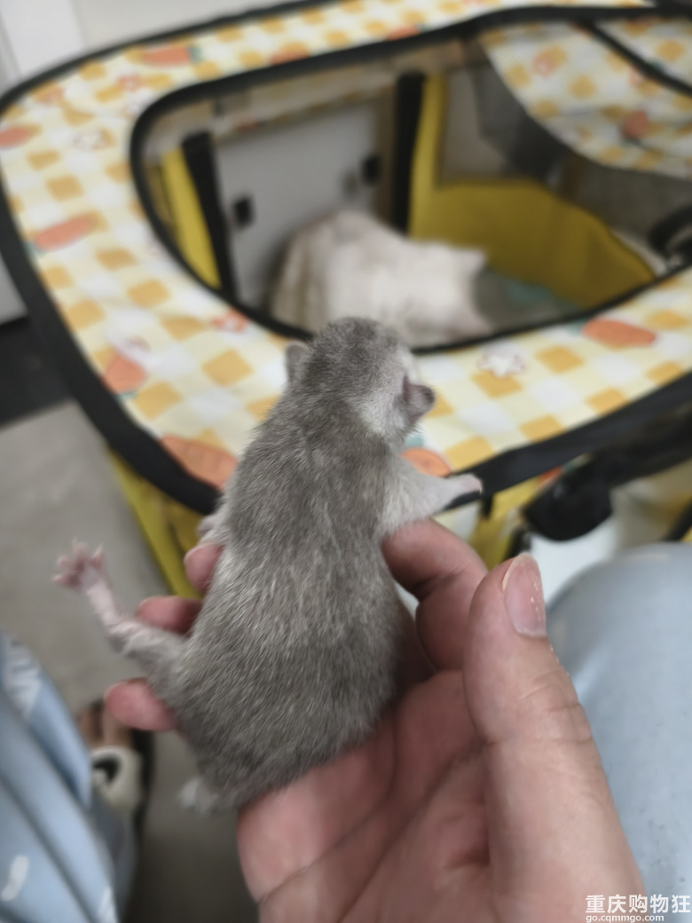 我家猫下崽了