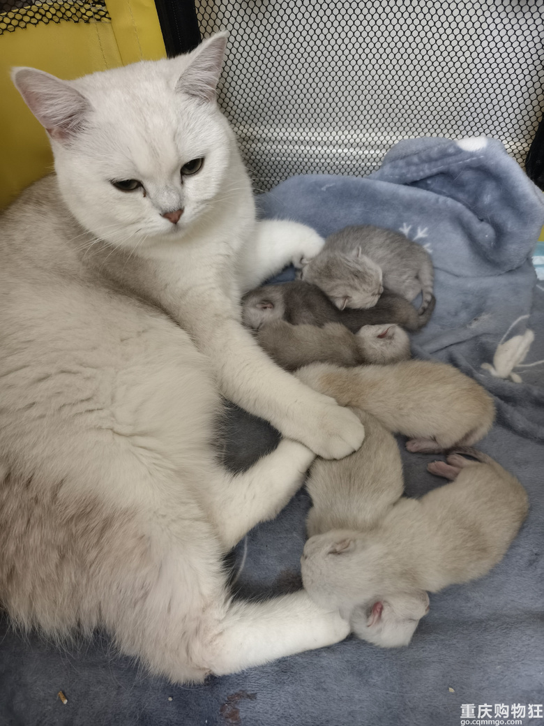 我家猫下崽了