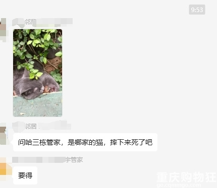 小区有个猫高空掉下来了，既然养猫了为啥不封窗啊