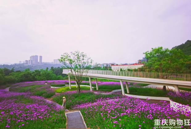 蓝花楹是初夏的限定浪漫