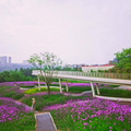 蓝花楹是初夏的限定浪漫