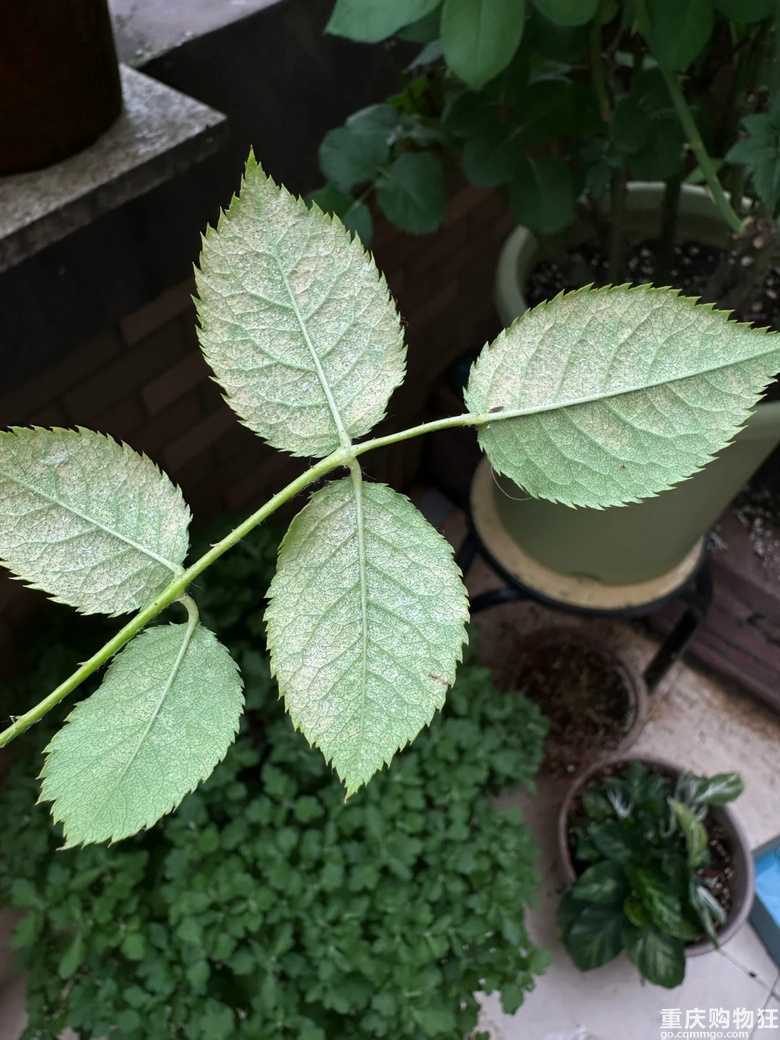 这泼天的红蜘蛛 终究是来了，赶紧打药