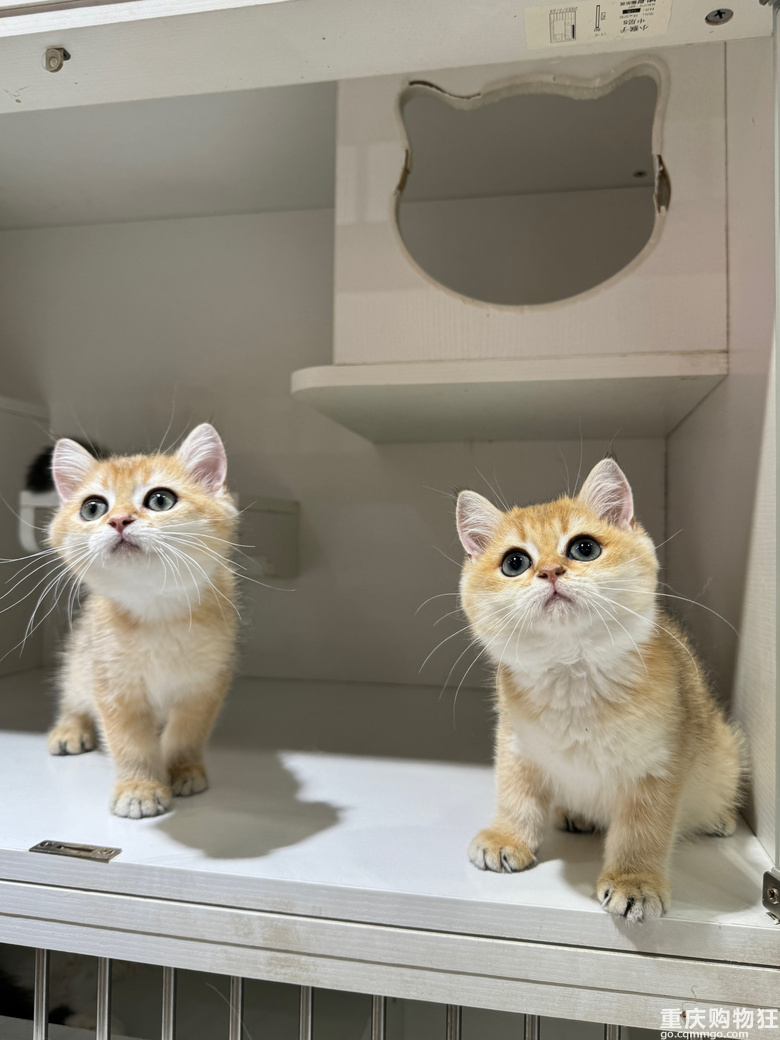 �����Խ�_Խ�࣬���ٍ�X�᣿�S�C���Mһ�Ҍ���꣬�ھ�����