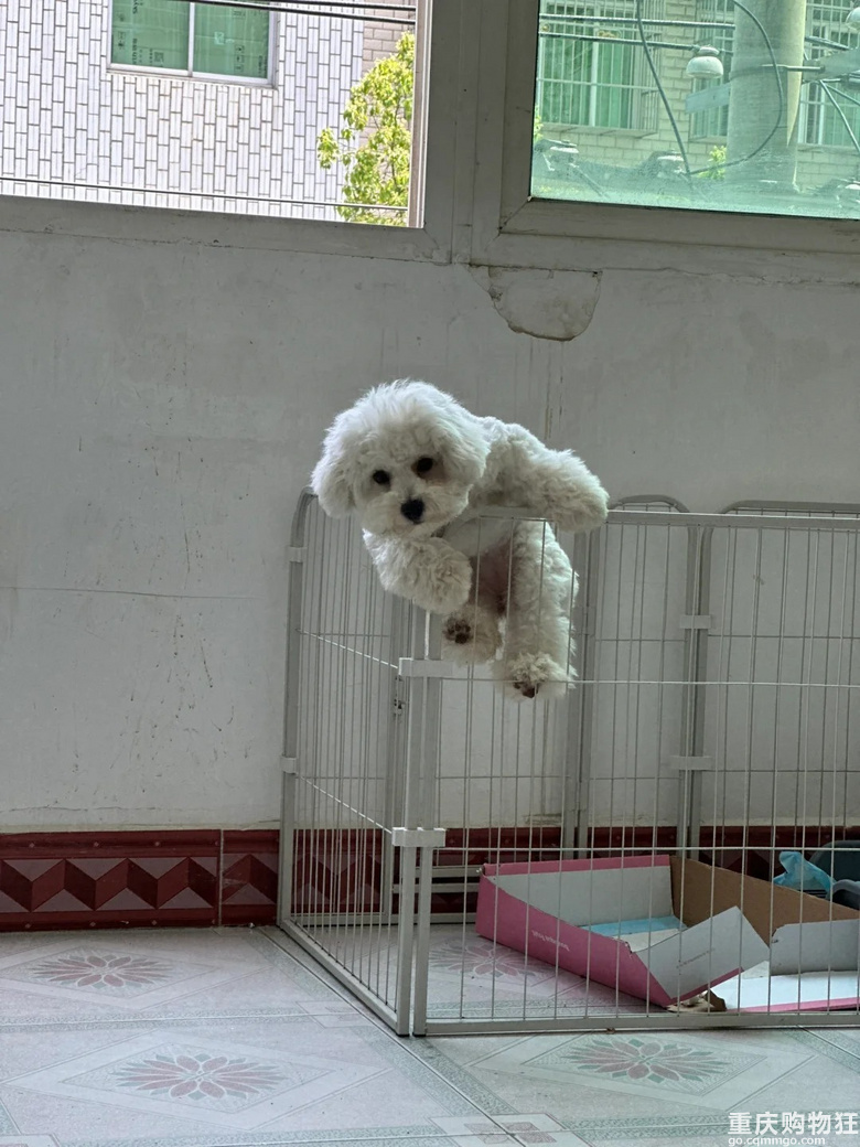比熊都是越狱高手吗？被抓包了还笑嘻了