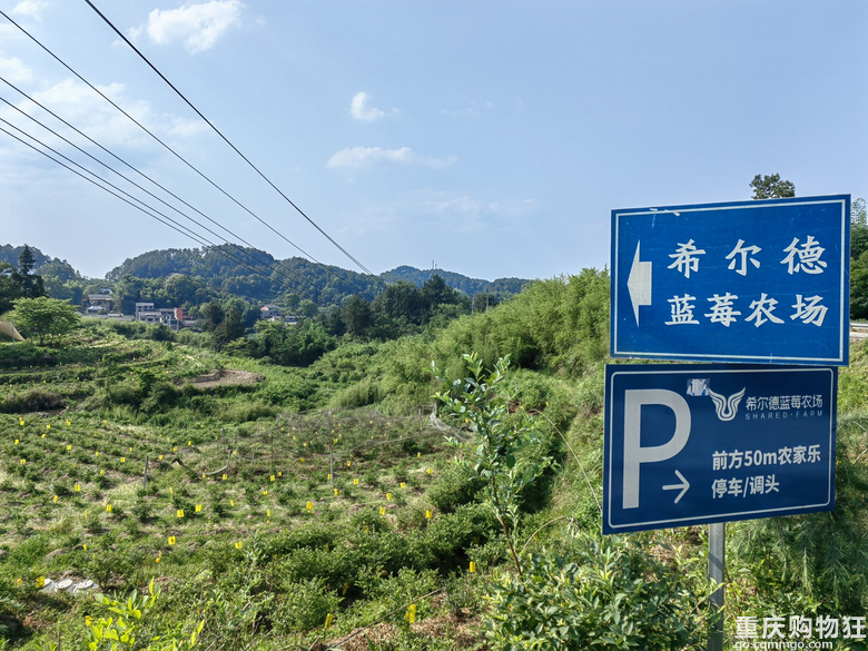 打卡巴南蓝莓庄园，采摘很有成就感，但48一斤带走还是挺贵