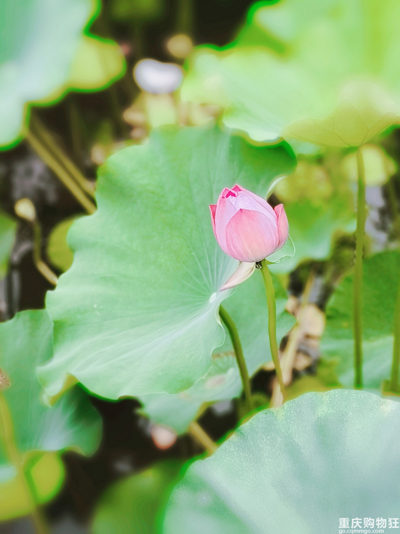 要看荷花的抓紧啦，渝北沐仙湖湿地公园，旁边停车也方便，人不多