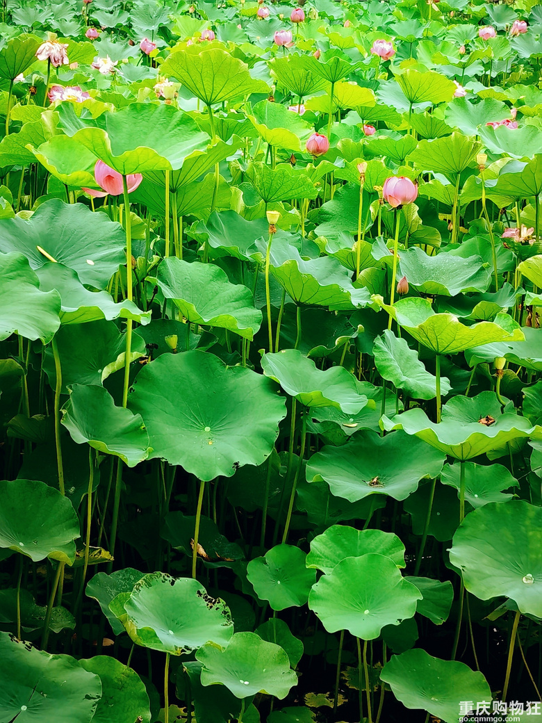 要看荷花的抓紧啦，渝北沐仙湖湿地公园，旁边停车也方便，人不多