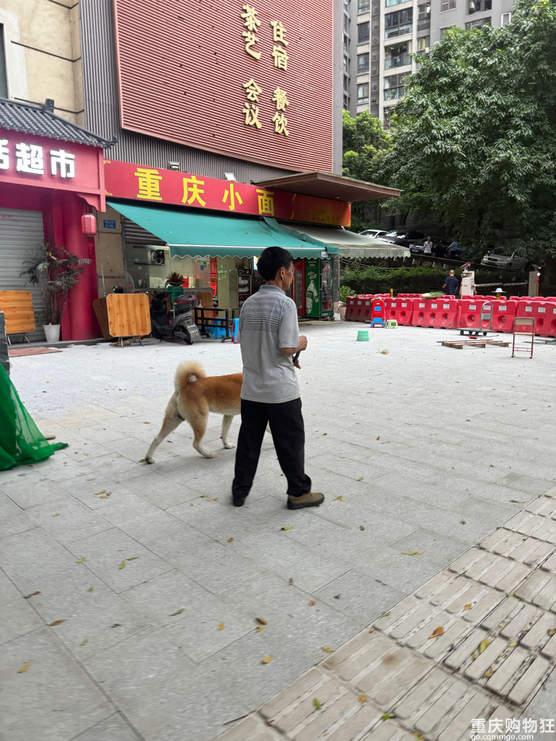 路上偶遇的，素质遛狗吧