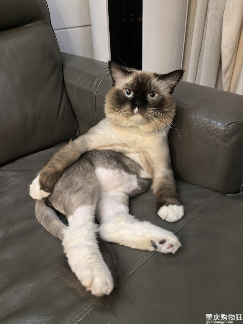 我的屌丝猫