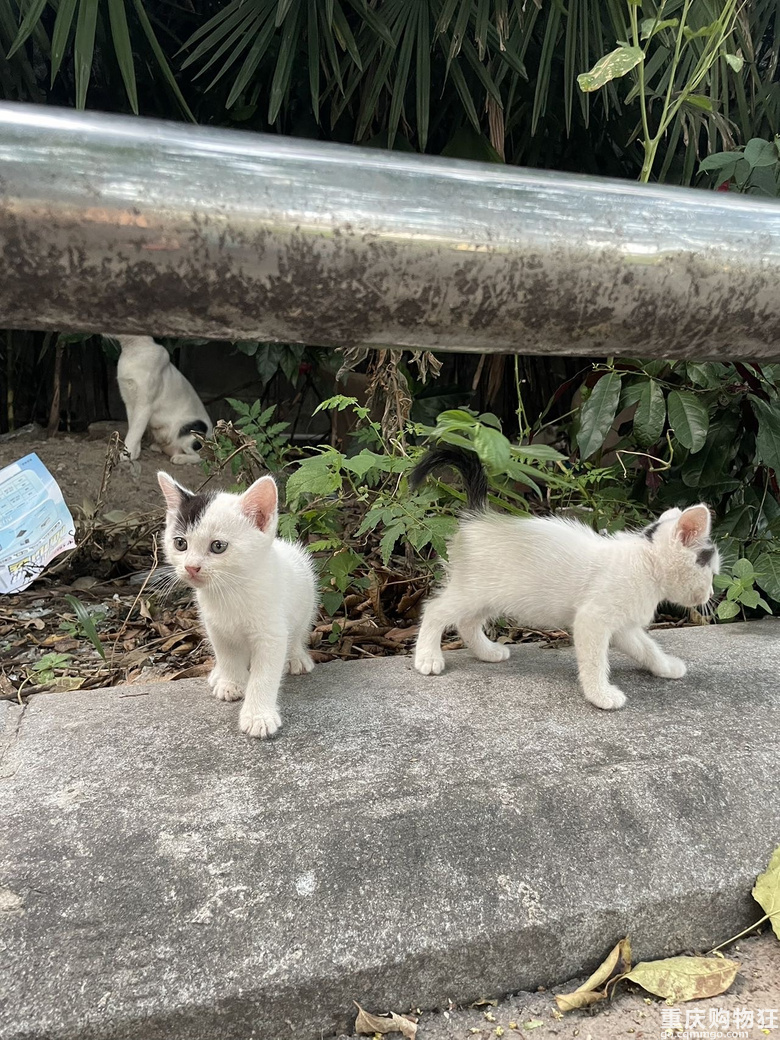 汽博猫猫领养一共7只全的奶牛