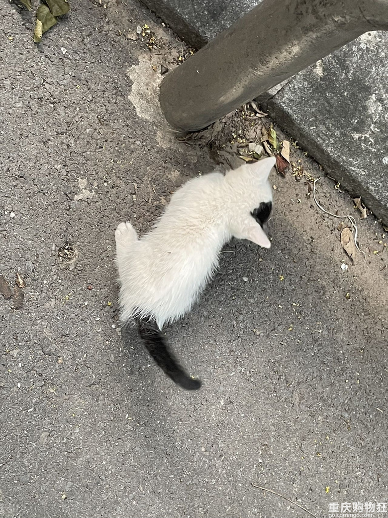 汽博猫猫领养一共7只全的奶牛