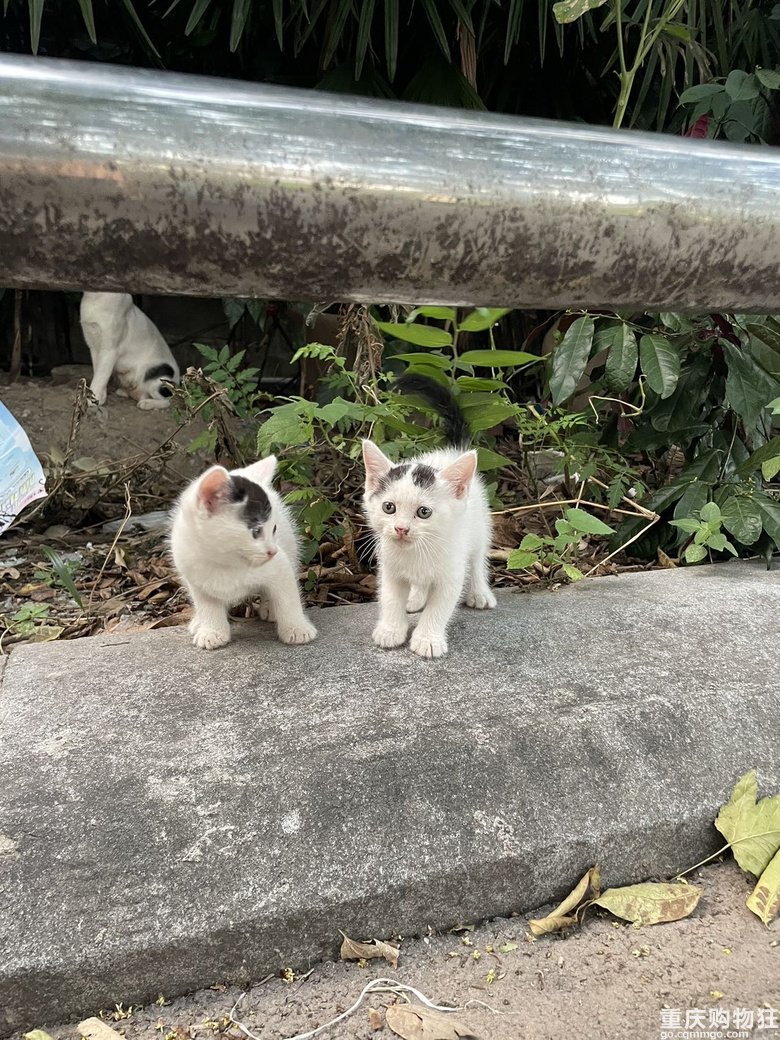 汽博猫猫领养一共7只全的奶牛