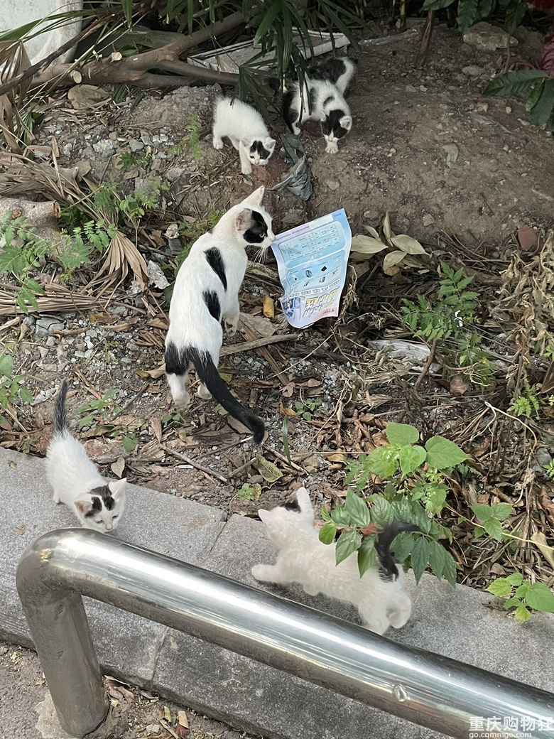 汽博猫猫领养一共7只全的奶牛