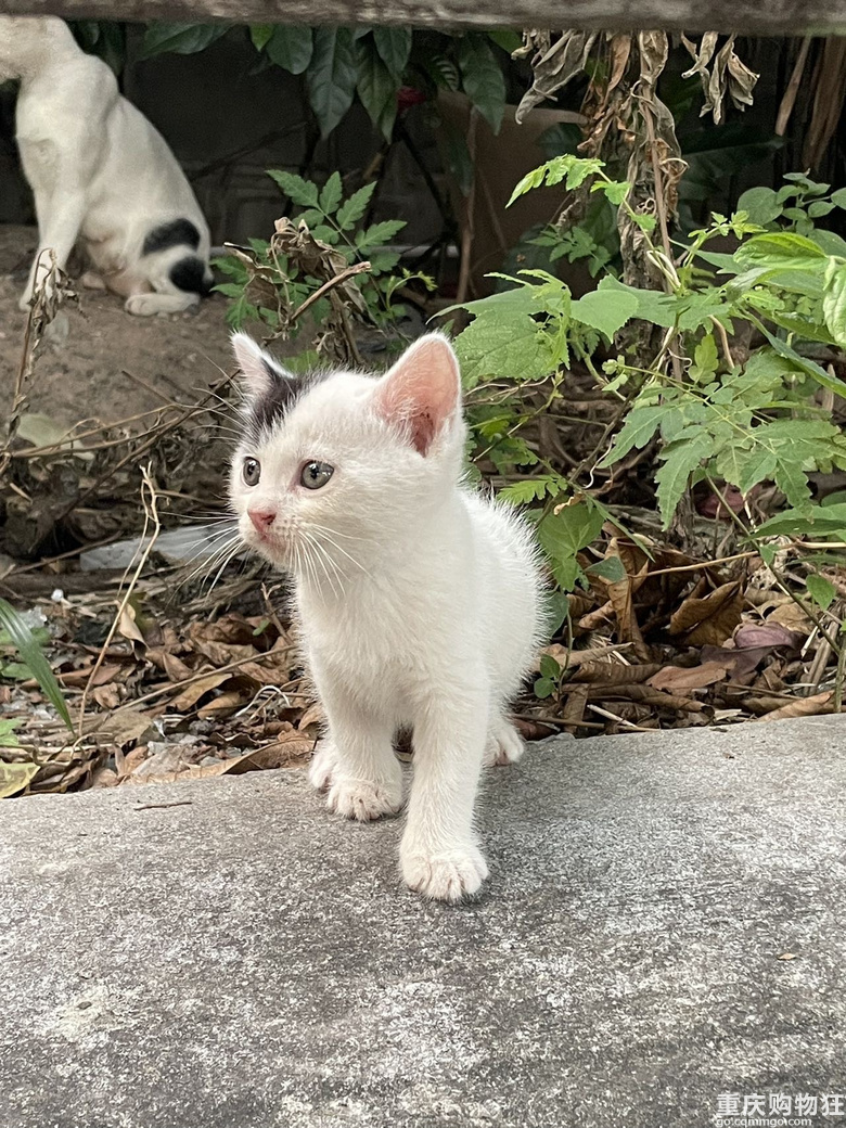 汽博猫猫领养一共7只全的奶牛