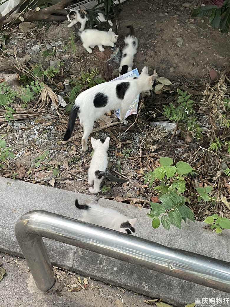 汽博猫猫领养一共7只全的奶牛
