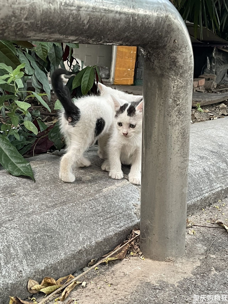 汽博猫猫领养一共7只全的奶牛