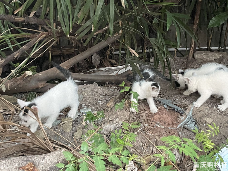 汽博猫猫领养一共7只全的奶牛