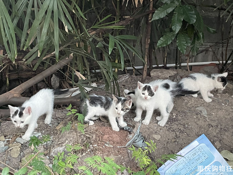 汽博猫猫领养一共7只全的奶牛