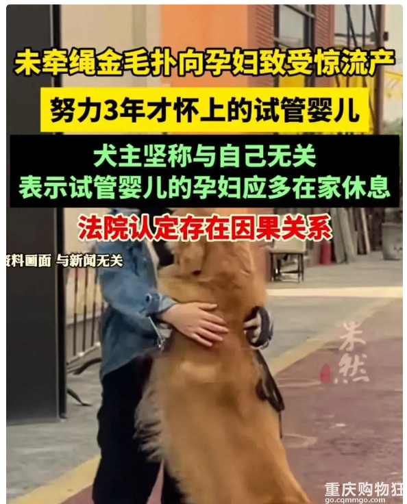 未牵绳金毛扑向孕妇，致腹内试管婴儿流产，犬主:大肚子还往外跑