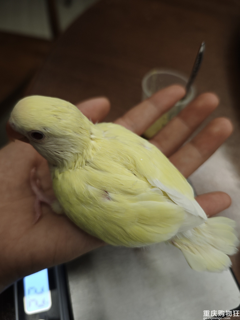 ����Ҽҵăɂ���
