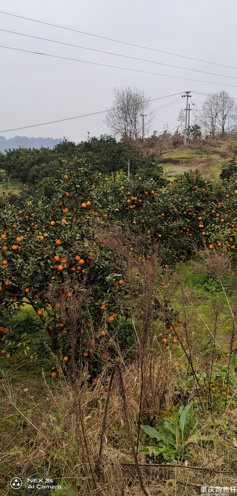 调查下有多少人爱吃沙田柚的...