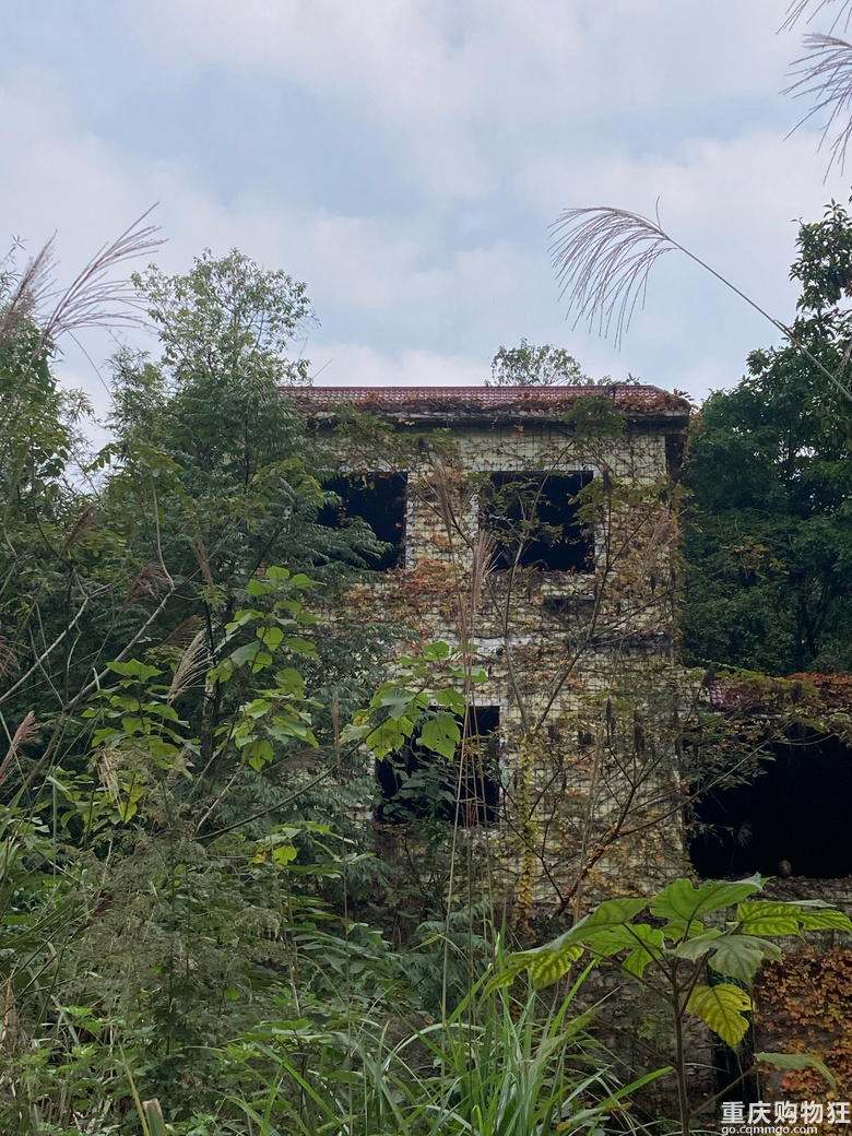 中梁山矿坑公园，去了几次还是春天最美，还可以挖野葱