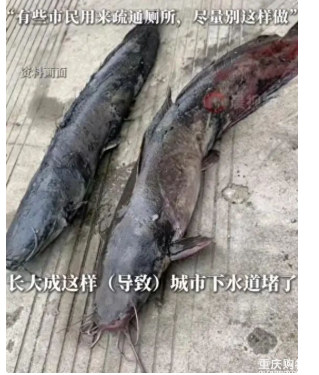 工人从下水道吸出“大鲶鱼”，长大到20斤，网友：再也不敢吃了