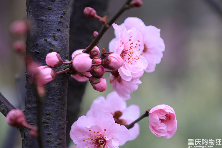 康庄的红梅花