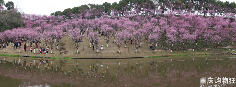 康庄的红梅花