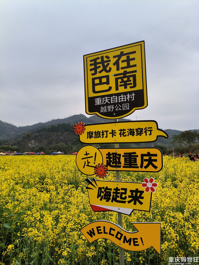 油菜花