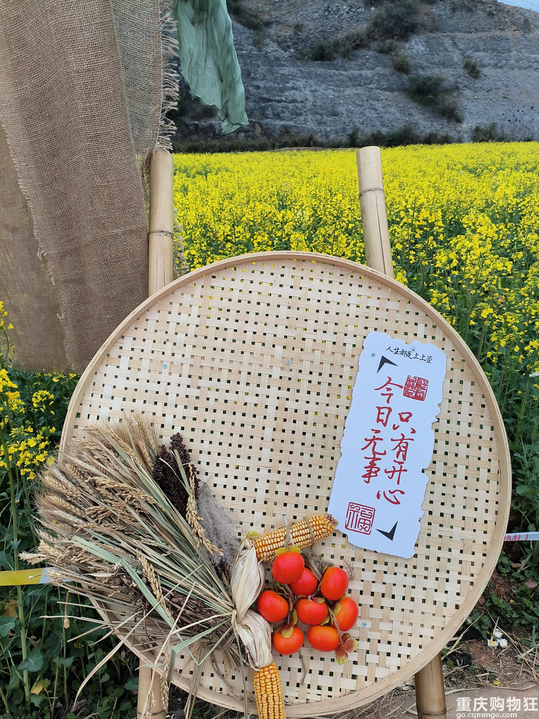 油菜花