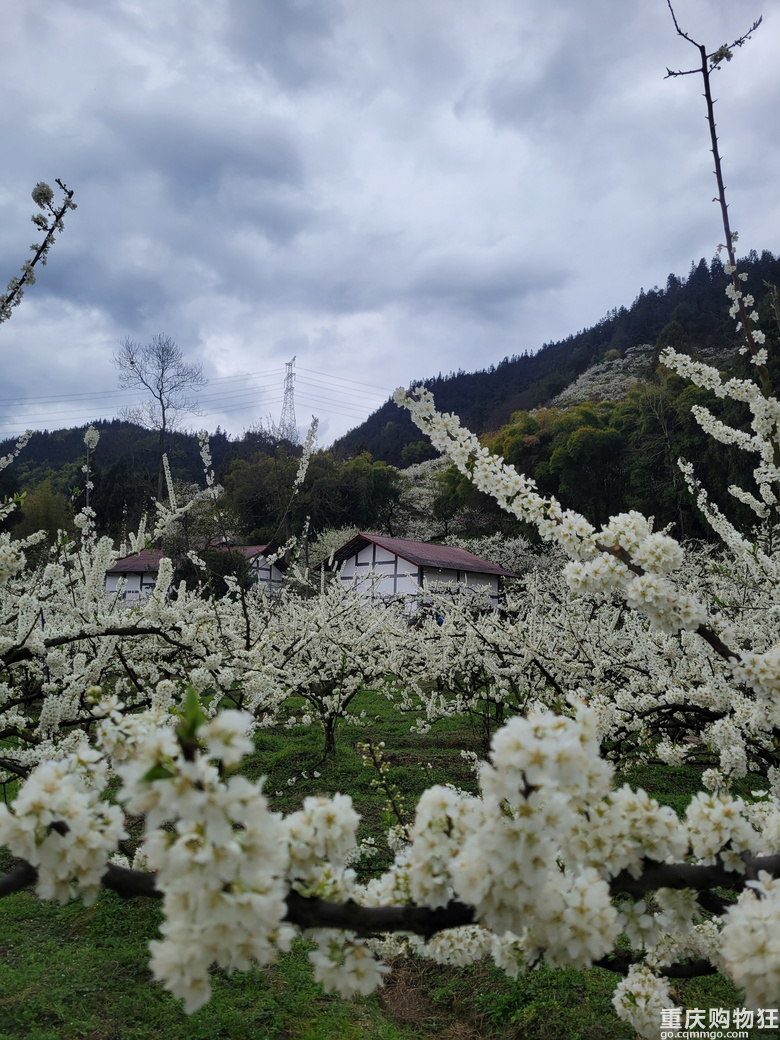 印盒花如雪