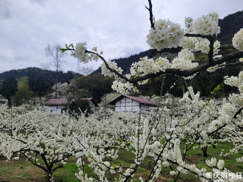 印盒花如雪