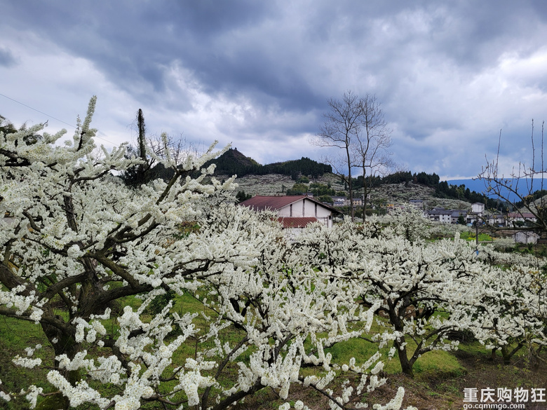 印盒花如雪