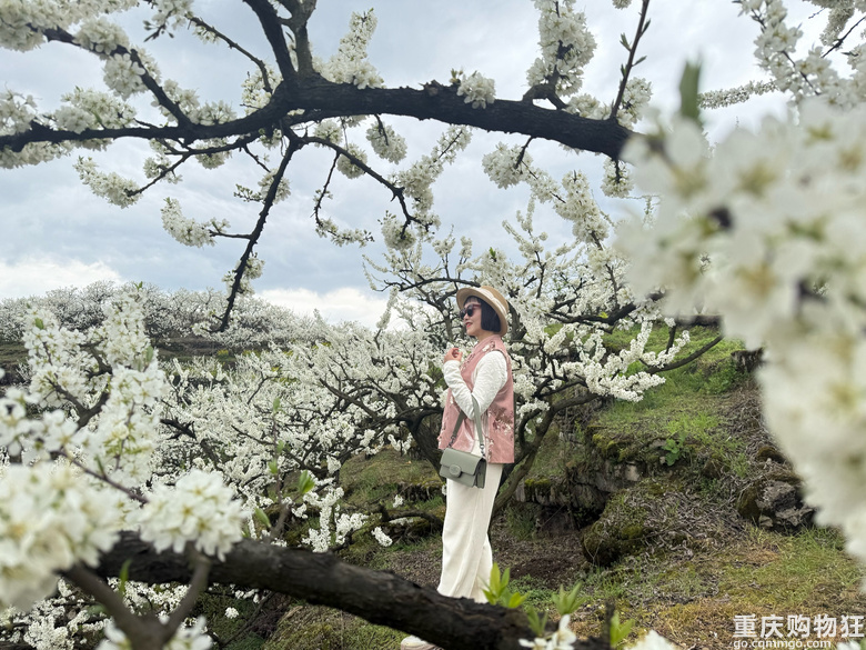 印盒花如雪