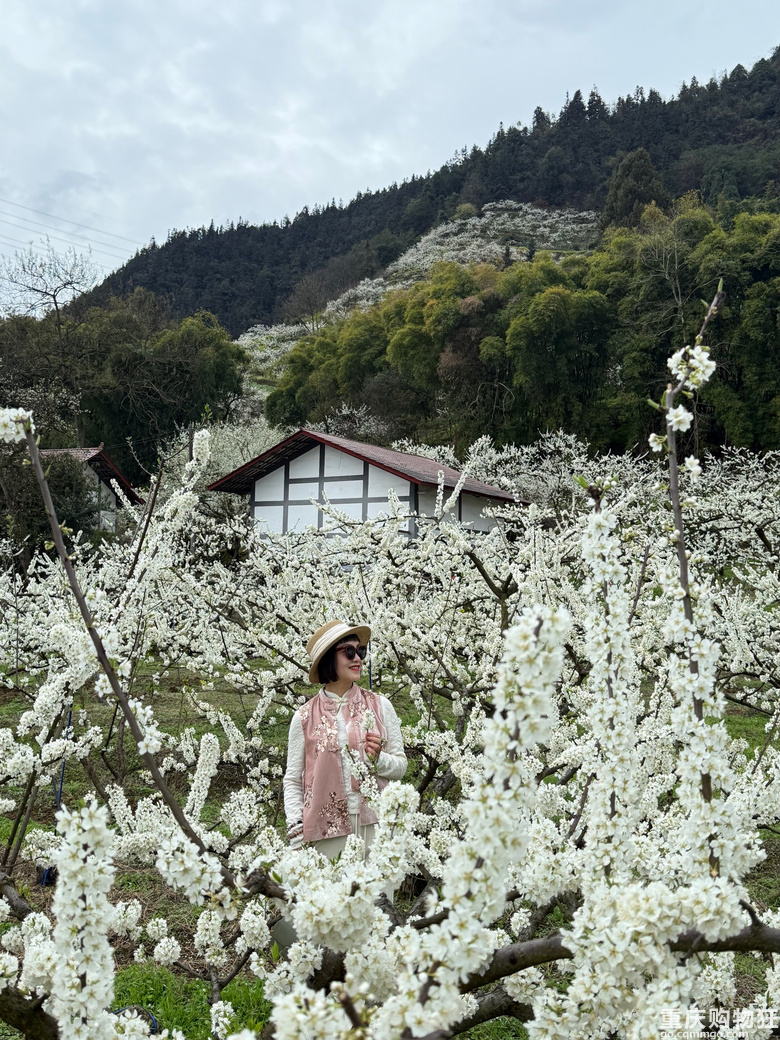 印盒花如雪