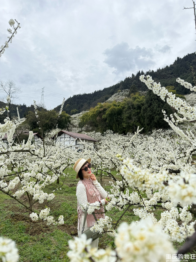 印盒花如雪