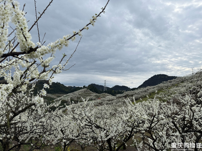 印盒花如雪