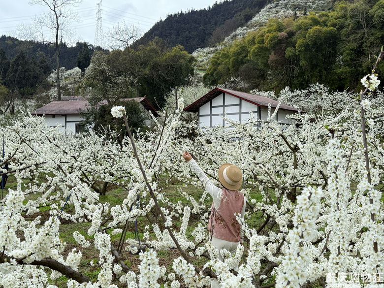 印盒花如雪
