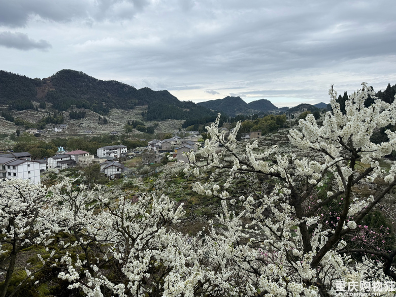 印盒花如雪
