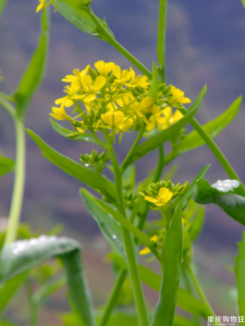 油菜花