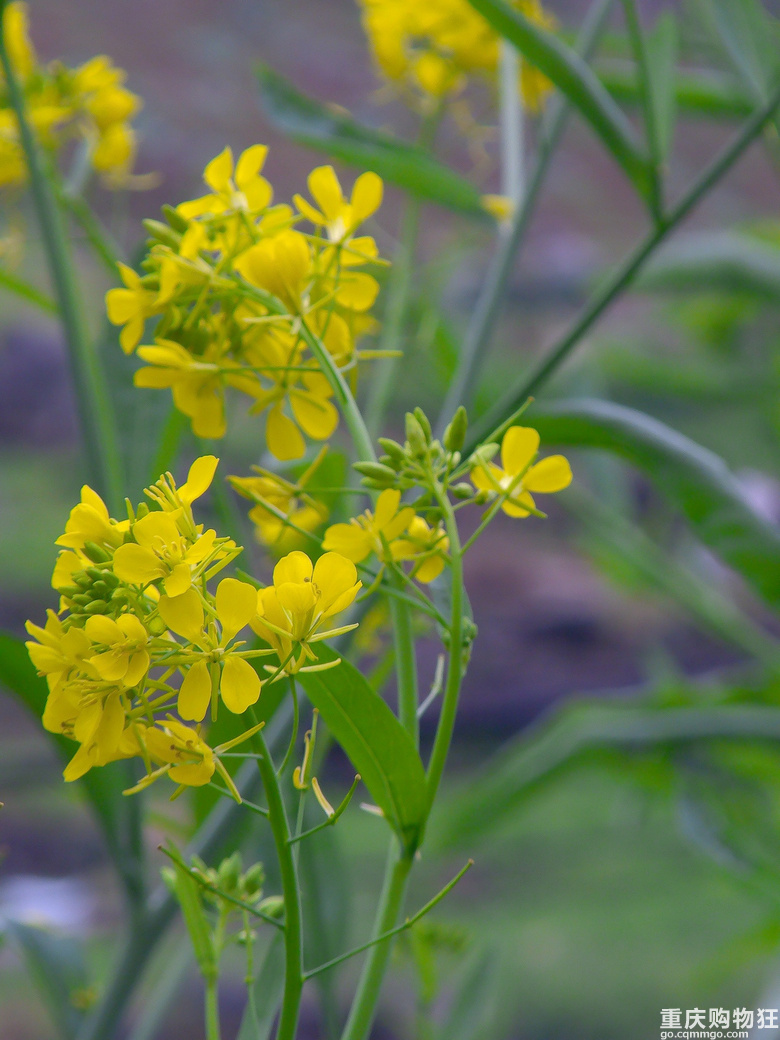 油菜花