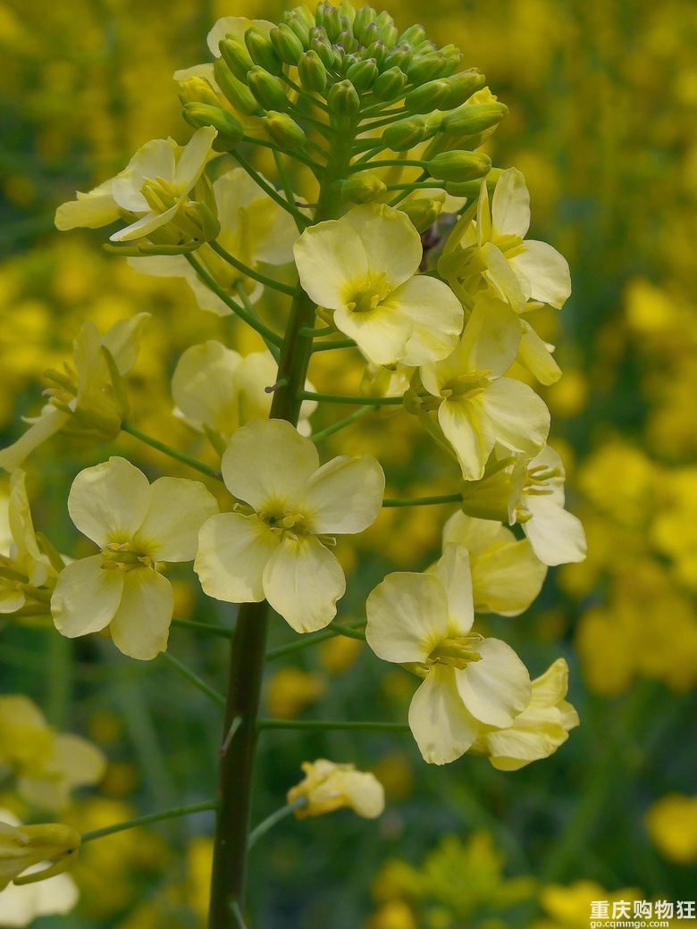 油菜花