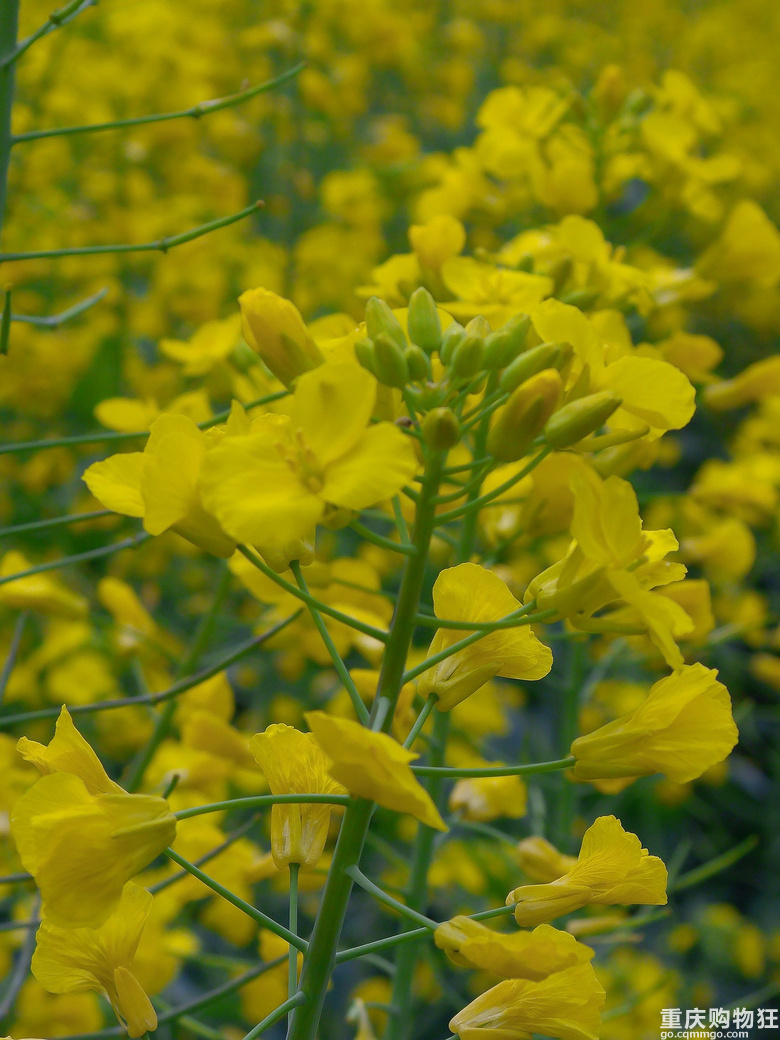 油菜花